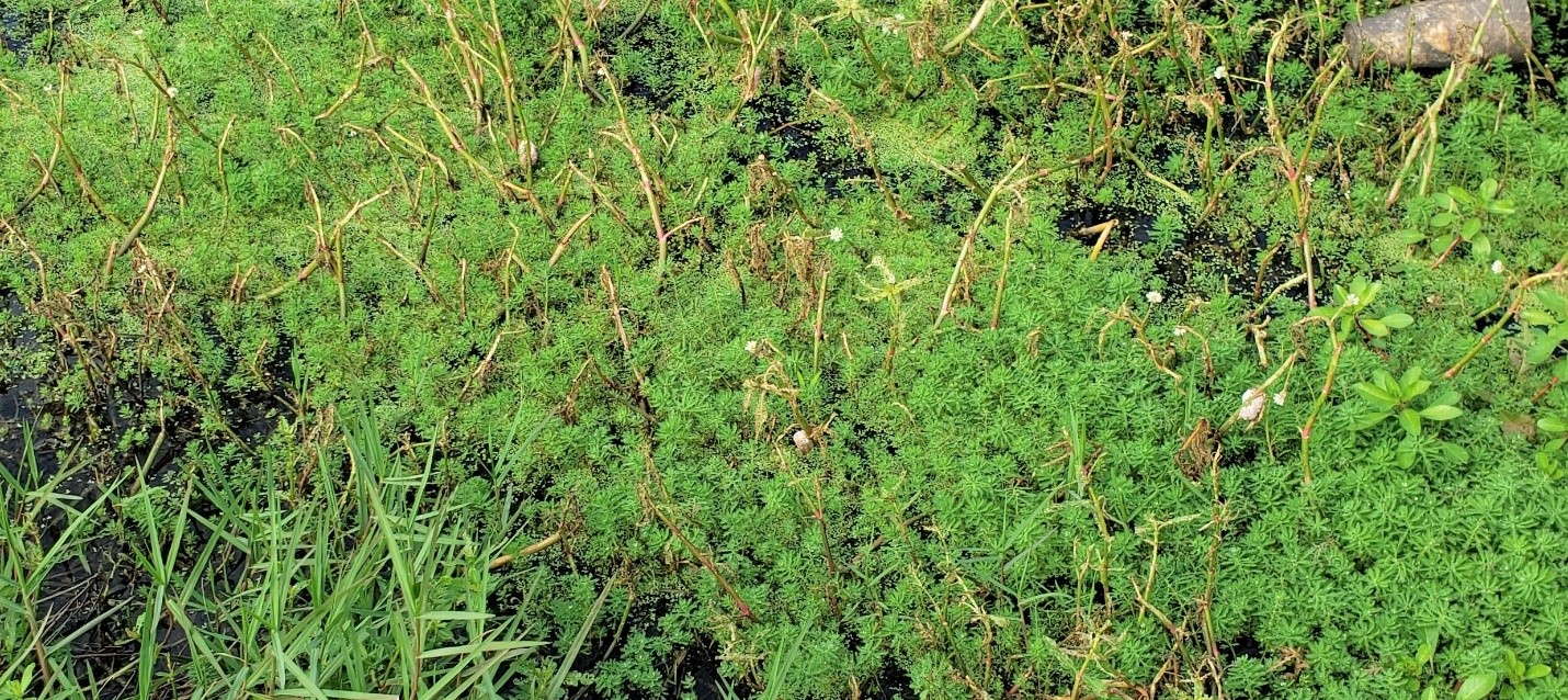 Figure 1 Parrot feather infestationjpg